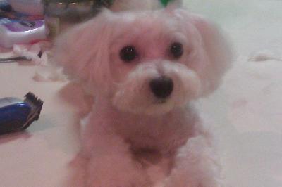 MY FIRST TRY AT GROOMING MY LILU!!