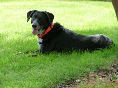 Four legged family member