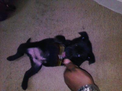 Tummy rubs