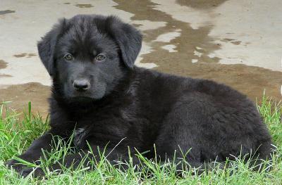 My Sweet Lab!!!