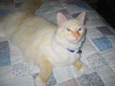 Newman