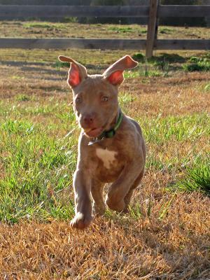 Tucker