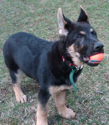 The greatest ball ever!