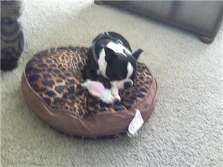 Buddy