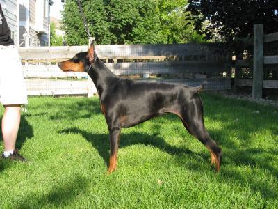 Young female Doberman healthy and shiny on Wellness CORE Ocean