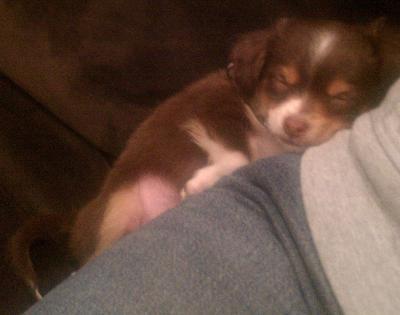 LV napping.