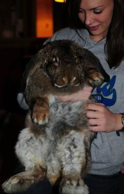 This is how big baxter is, and the hutch is the perfect size for him!