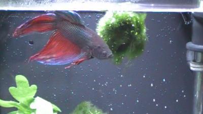Franks Tank