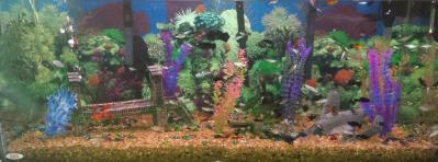 there are only 7 plants in the tank :)