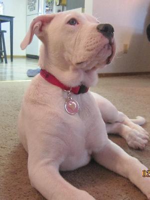 Buttercup with her pretty new collar