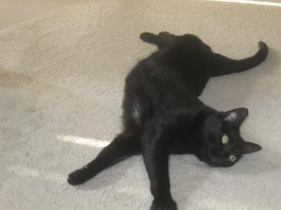 Salem