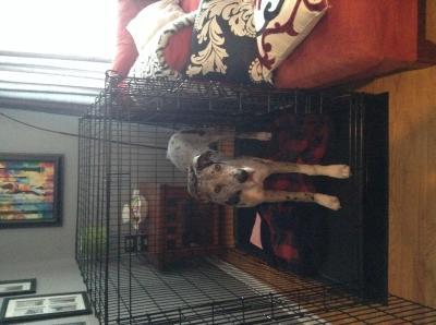 80 lb Great Dane puppy
