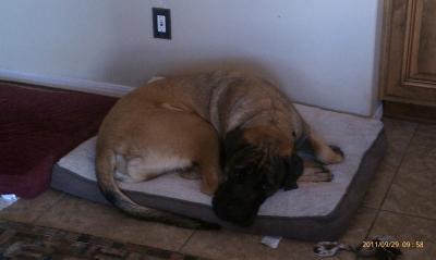Our 150 pound Mastiff loves this bed!