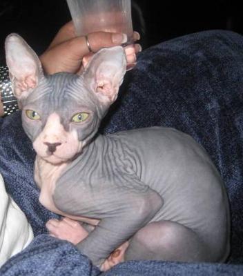 Pat The Cat