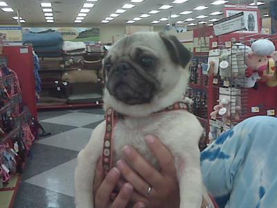 Avery at Petco