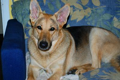 My Lulu ; ) year and a half and 85LB. Loves Blue Buffalo!!!!