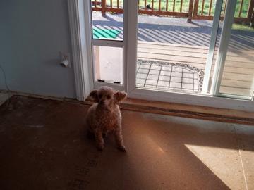 Percy and his new door.