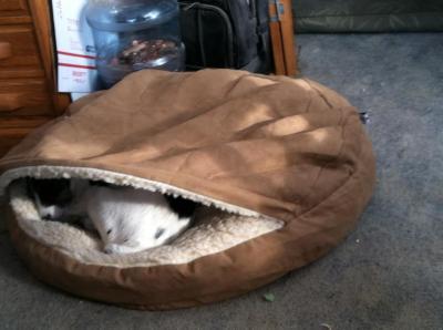 our dogs LOVE these beds!