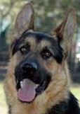 Zak
