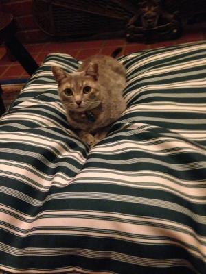 The cat steals the dog's bed.