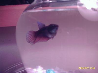 Shimmer, female veil tail betta