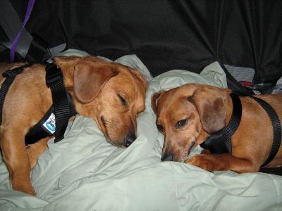 Angel and Jin Jin in canine seatbelts