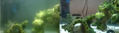 Left: Day 0. Right: Day 5.