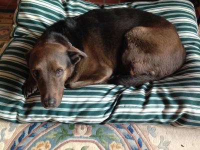 The dog likes her new bed!