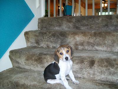 Bella, the Beagle