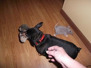 The Hedgehog Is Mine