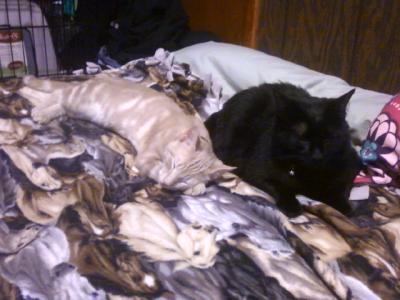 Diesel (now 6-7months) Midnight (7-9yrs)