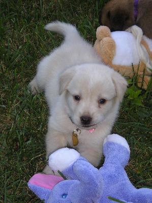 chloe and the purple elephant from PetCo!