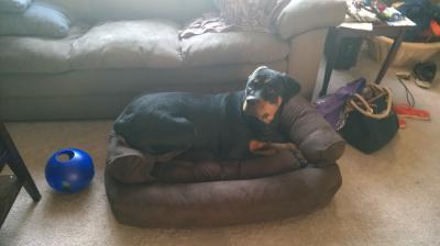 Zoey in the bed