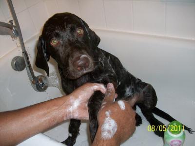 Kona at 4 months old, being bathed by daddy with his TropiClean Papaya Luxury 2 in 1 Shampoo plus Conditioner
