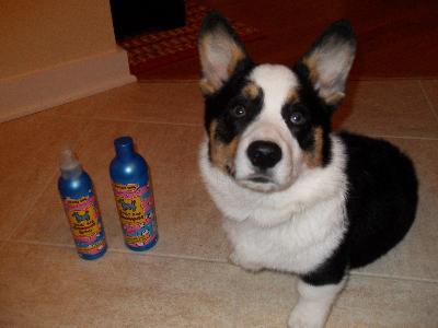 Jak after his bath with Crazy Dog