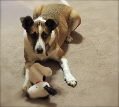 Playful pup