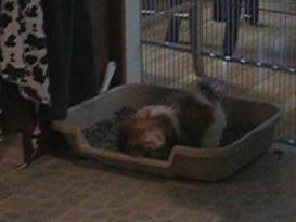 Zoe@4 mos.-there's a lot less room in the litter pan now...