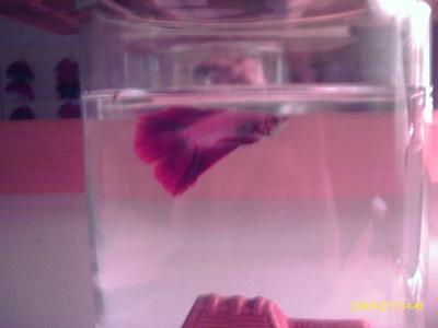 Deluge, male double tail