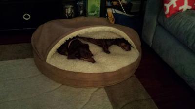 Sleepy heads in their new cave bed