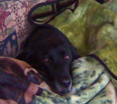 Our baby all snuggled up on the couch