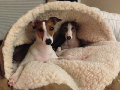 Cozy boys!