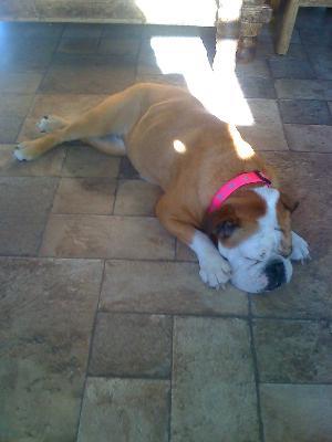 She can relax now thanks to Wellness Dog Food!