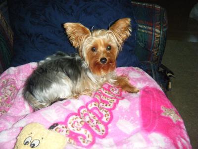 my teacup yorkie Baby
