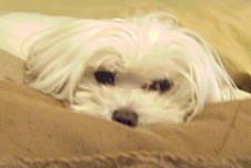 My 5 pound Maltese, Barkley