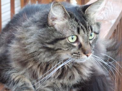 Gina
