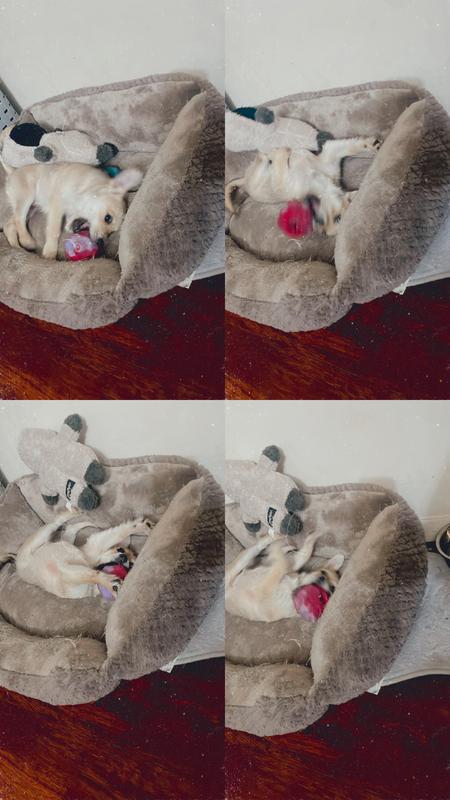 PupBox